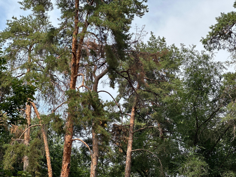 Фоторепортаж: Алматыда қураған ағаш көп
