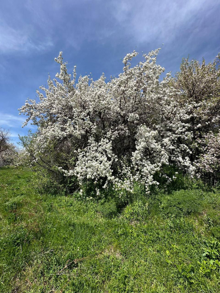 Жоңғар Алатауында Сиверс алмасы ең көп шоғырланған орман орналасқан