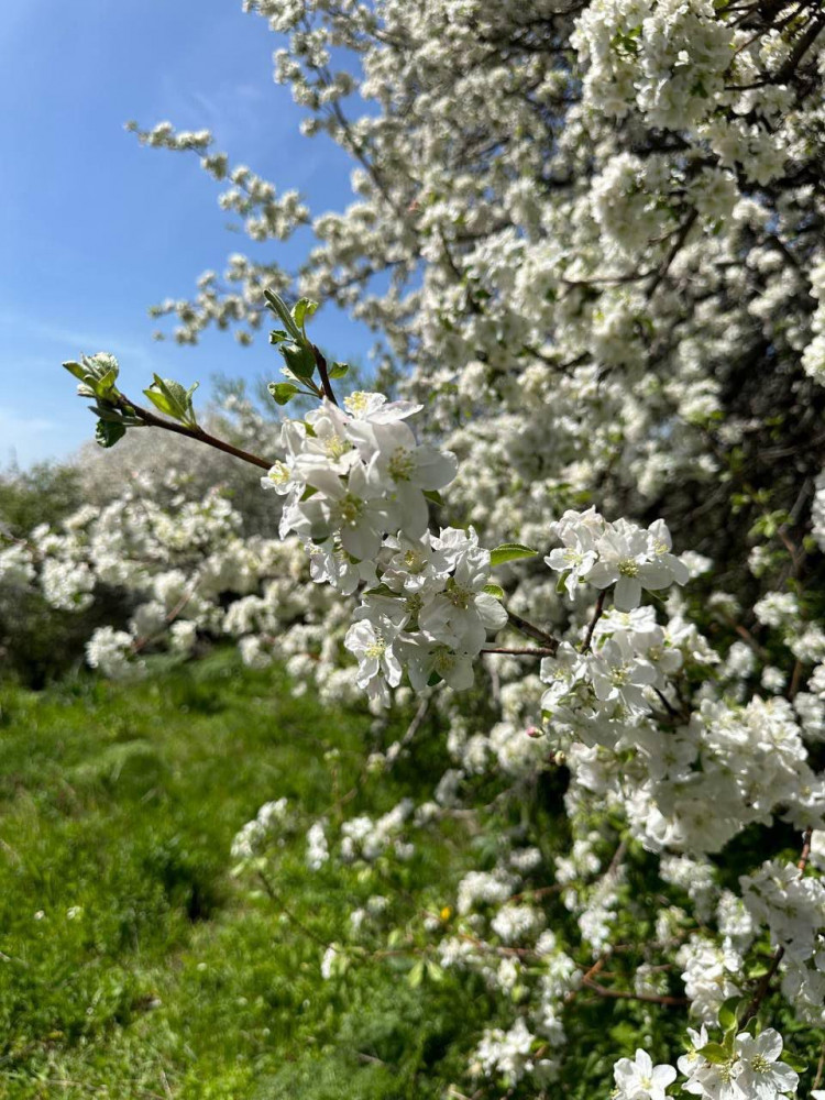 Жоңғар Алатауында Сиверс алмасы ең көп шоғырланған орман орналасқан