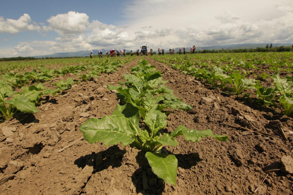 Жетісуда қант қызылшасының көлемі неге қысқарды?