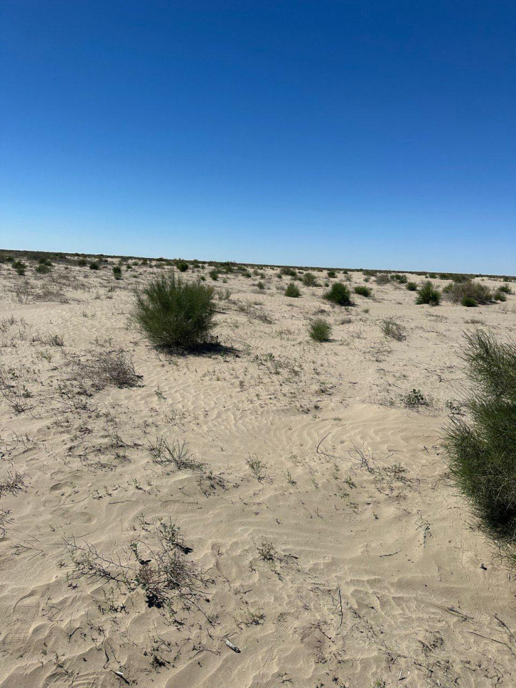 Сексеуіл Аралдың құрғаған табанын экоапаттан құтқара ала ма?