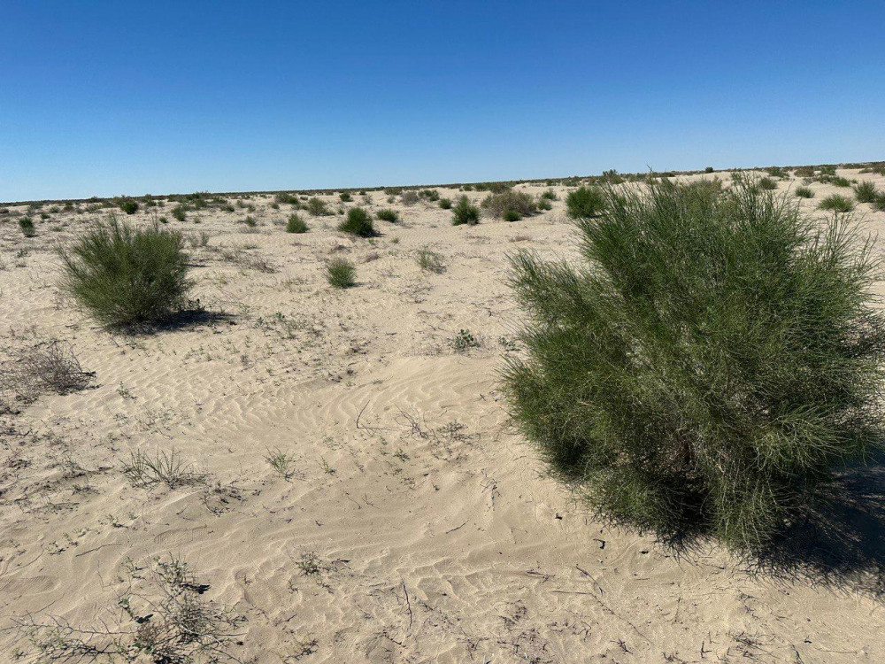 Сексеуіл Аралдың құрғаған табанын экоапаттан құтқара ала ма?