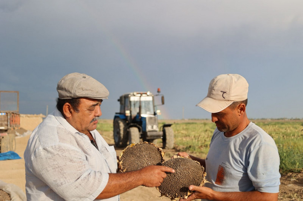 Егістегі үміт: Судан қысылған шаруаның батыл қадамы