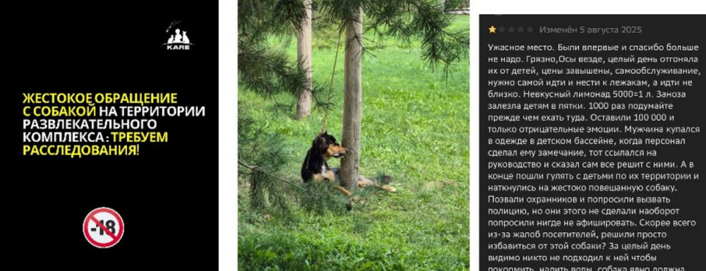 "Ескермей қалдық": Алматыдағы демалыс базасы иттің өліміне айыпталды