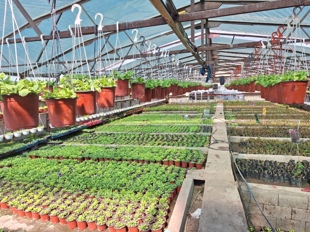 Гүлге деген махаббат бүкіл ауылды жұмыспен қамтып отыр