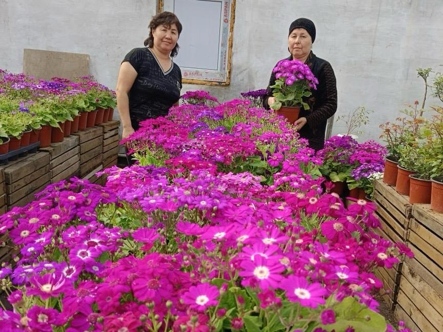 Гүлге деген махаббат бүкіл ауылды жұмыспен қамтып отыр