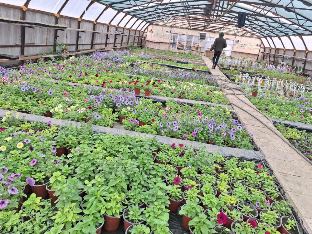 Гүлге деген махаббат бүкіл ауылды жұмыспен қамтып отыр