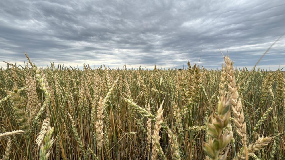 Қостанай облысында егін жинау науқаны басталды