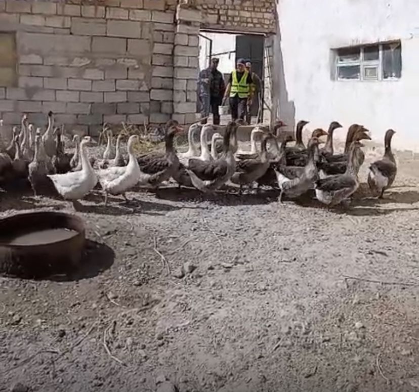 Түрмедегі жаңа кәсіп: сотталғандар құс шаруашылығын өркендетуде