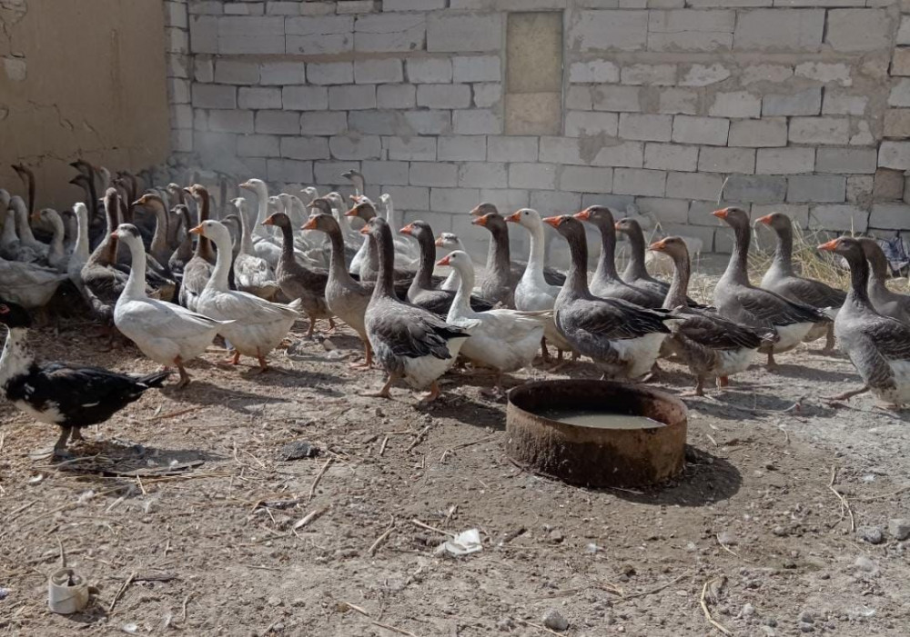 Түрмедегі жаңа кәсіп: сотталғандар құс шаруашылығын өркендетуде
