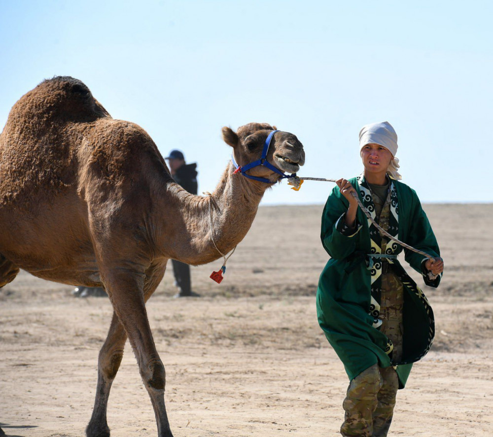 Рекорд: Алматы облысында әлемдегі ең үлкен түйе керуені өтті