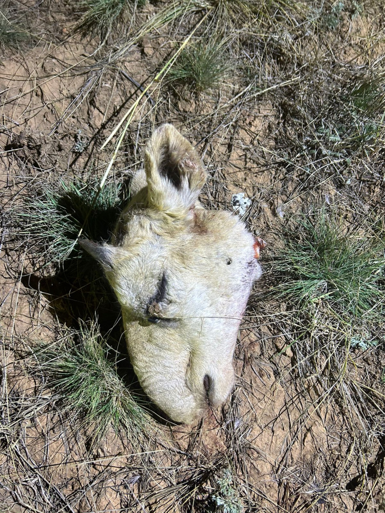 Қарағанды облысында браконьерлердің көлігінен бұғы мен киік еті табылды