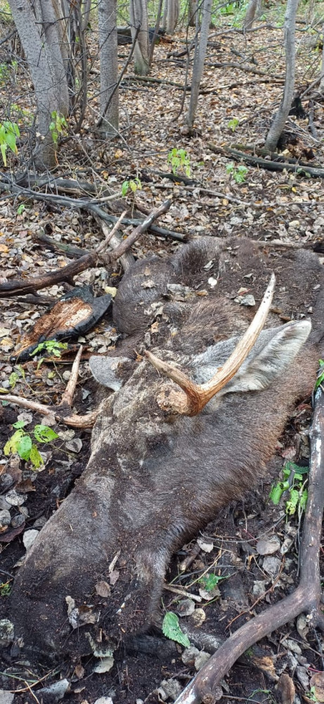 Қарағанды облысында браконьерлердің көлігінен бұғы мен киік еті табылды