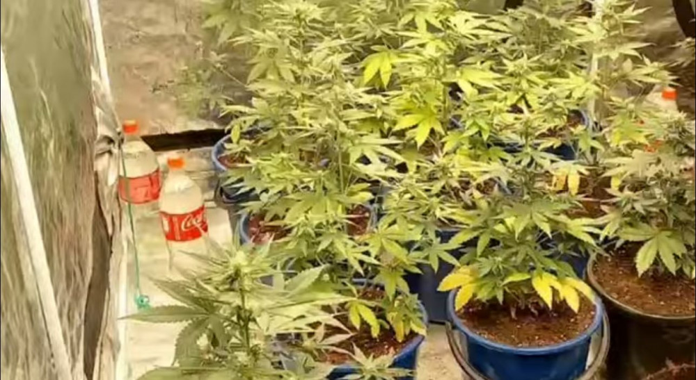 Қызылордада 5 фитозертхана анықталып, 1,5 тонна есірткі тәркіленді