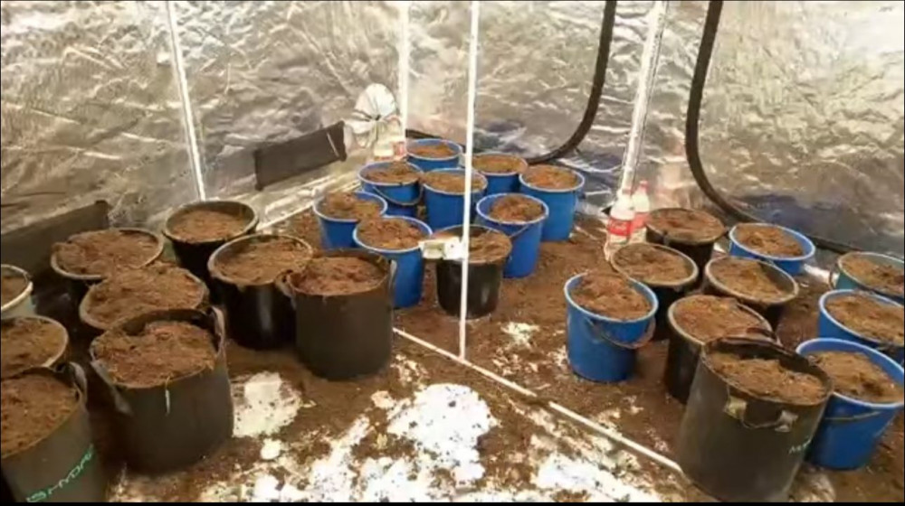 Қызылордада 5 фитозертхана анықталып, 1,5 тонна есірткі тәркіленді