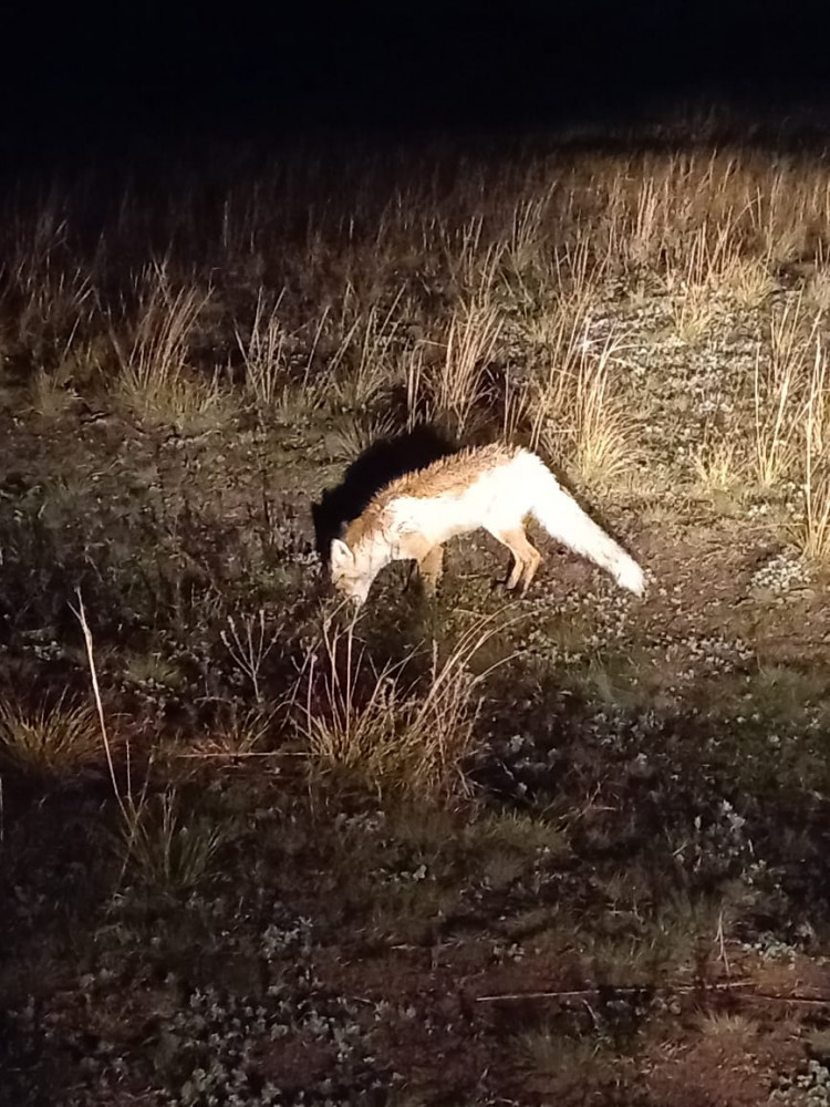 Орманшы: "Орман – бұл жай ғана жұмыс емес, бұл өмір"