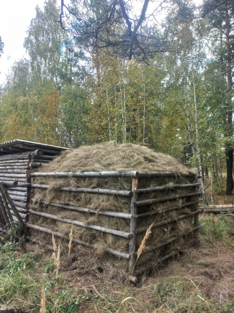 Орманшы: "Орман – бұл жай ғана жұмыс емес, бұл өмір"