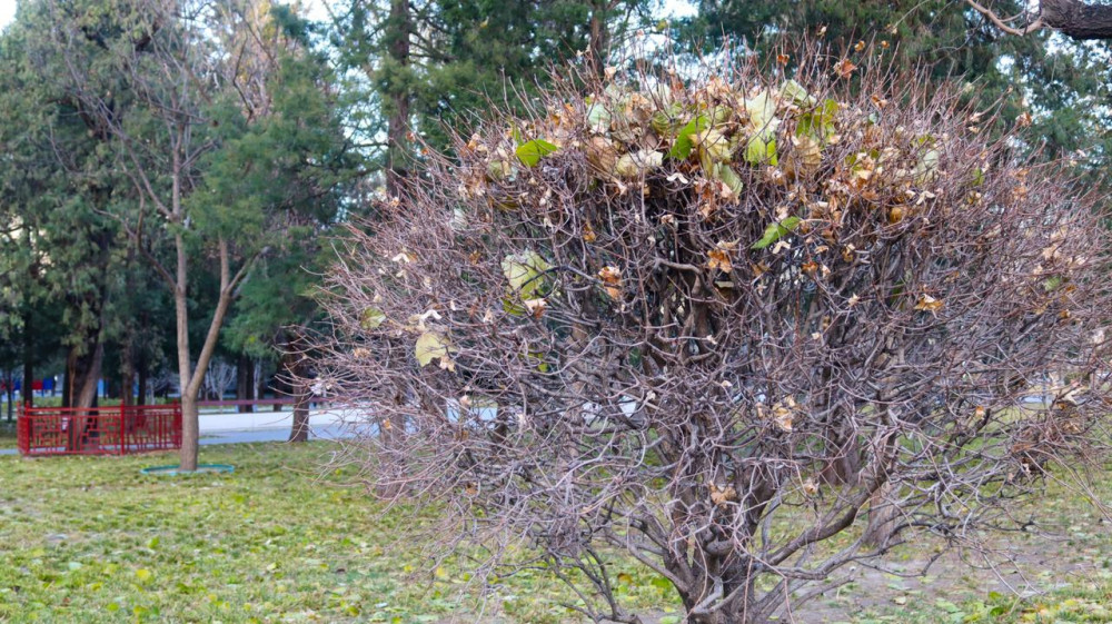 Қарашадағы Бейжің: күзгі қала өмірі қандай?