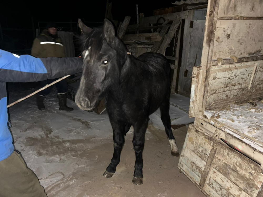 "Соғымға сойылды": Ақтөбелік қарызын өтеу үшін бір үйір жылқы ұрлады