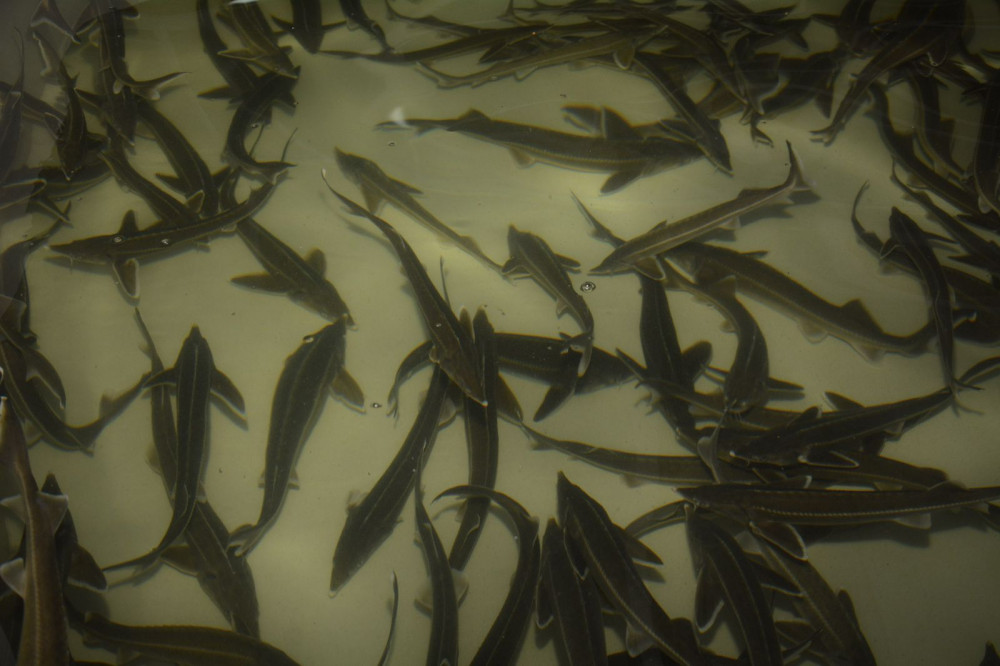 Маңғыстауда Орталық Азиядағы алғашқы теңіз аквашаруашылық жобасы іске асуда