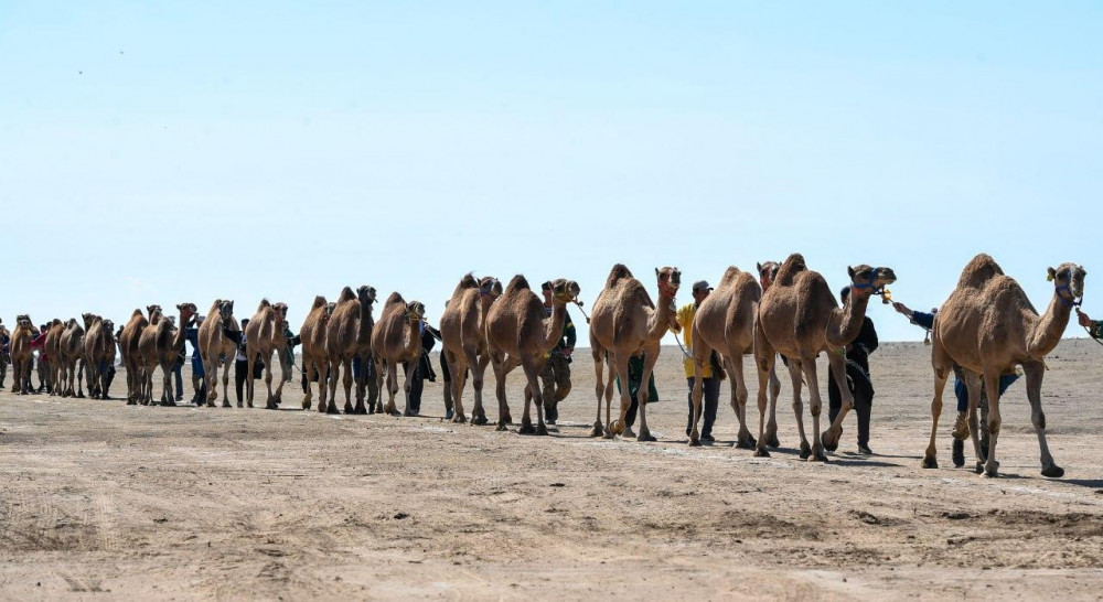 Алматы облысында 1000 түйеден құралған керуен әлемдік рекорд орнатты
