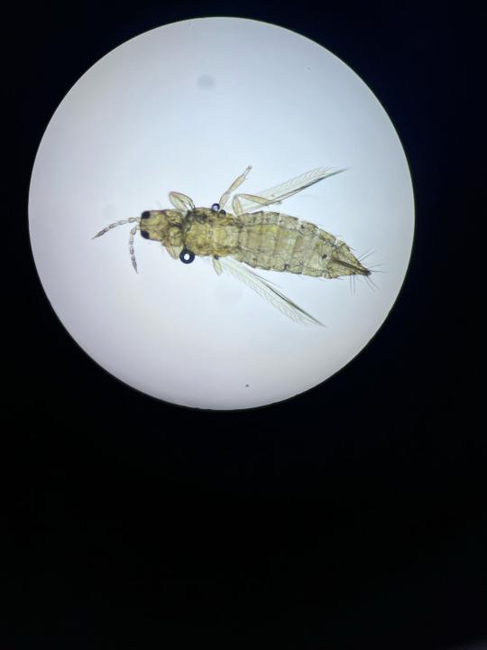 "Қауіпті роза": Қазақстанда Эквадордан әкелінген гүлдерден зиянкестер табылды