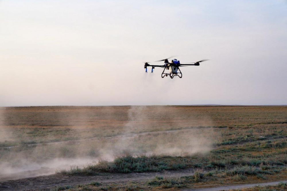 Елімізде шегірткені жоюға дрондар пайдаланыла бастады