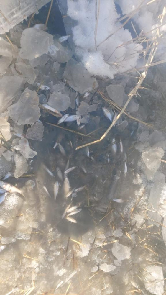 Қызылорда: Балық шабақтары оттегі жетіспеушілігінен қырылуы мүмкін