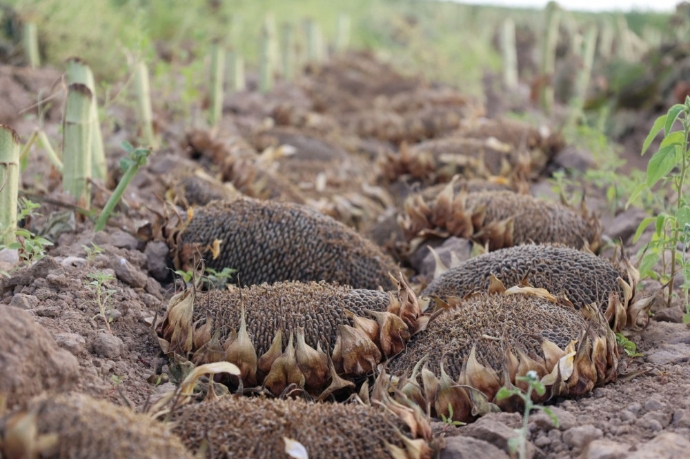Егістегі үміт: Судан қысылған шаруаның батыл қадамы