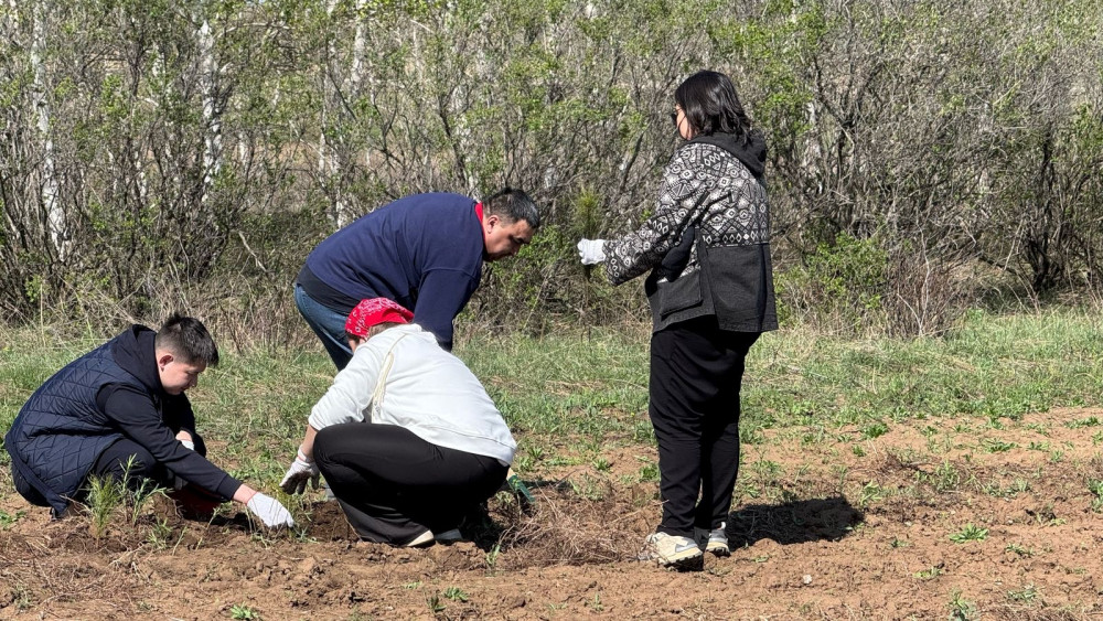 Бүгін Бүкілқазақстандық орман отырғызу күні