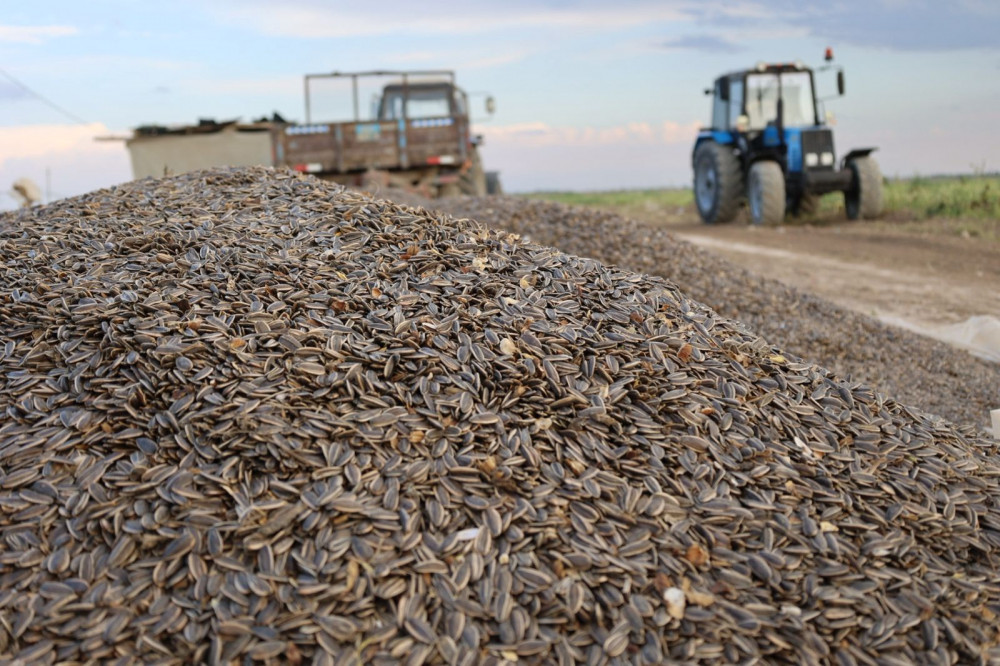 Егістегі үміт: Судан қысылған шаруаның батыл қадамы