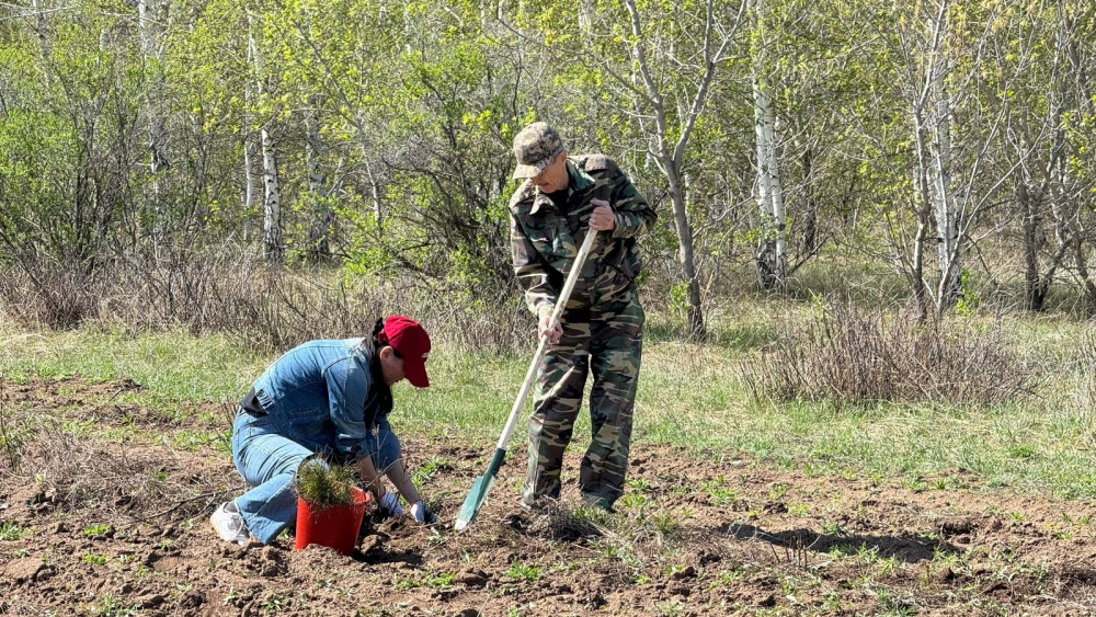 Бүгін Бүкілқазақстандық орман отырғызу күні
