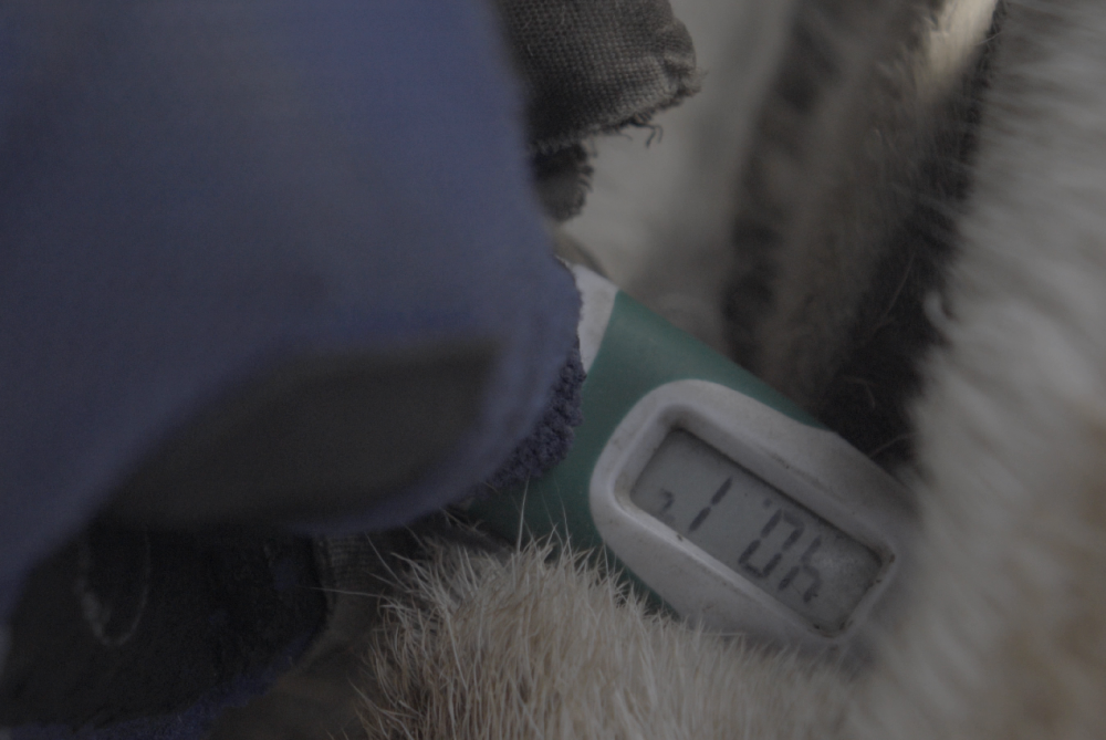 Каспий құбыр желісі консорциумы киіктерді қалай қорғады?