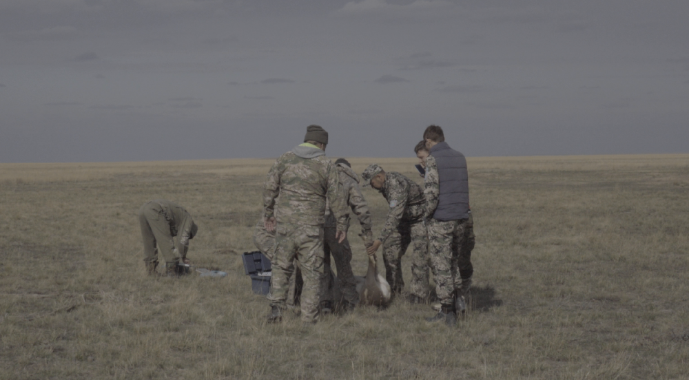 Каспий құбыр желісі консорциумы киіктерді қалай қорғады?