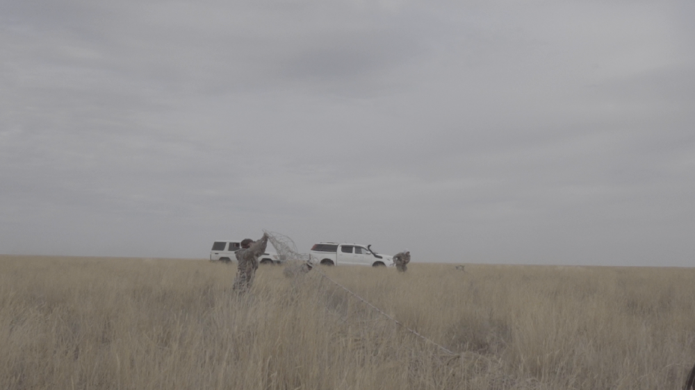 Каспий құбыр желісі консорциумы киіктерді қалай қорғады?