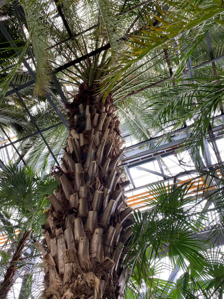 Петропавл ботаникалық бағында бір ғасырлық пальмалар өсіп тұр