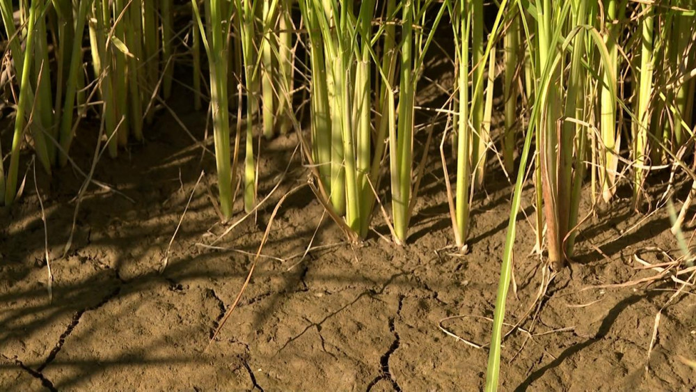 Олжас Бектенов Қызылорда облысында су үнемдеу шараларының іске асырылуын тексерді