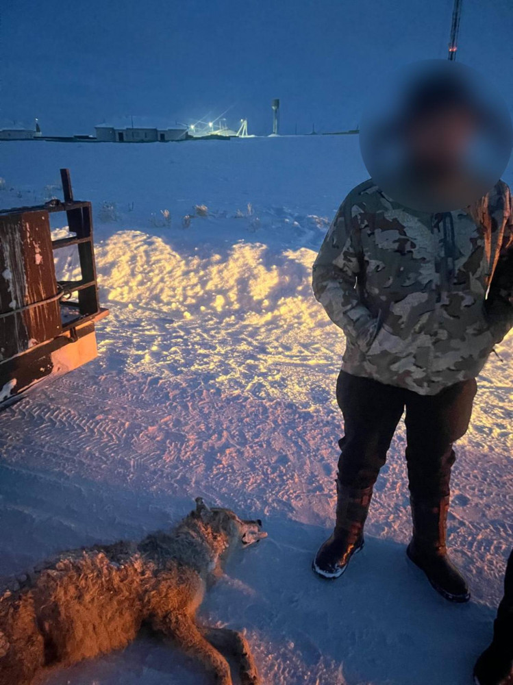 Абай облысында қасқыр атып алған ер адамға айыппұл салынды