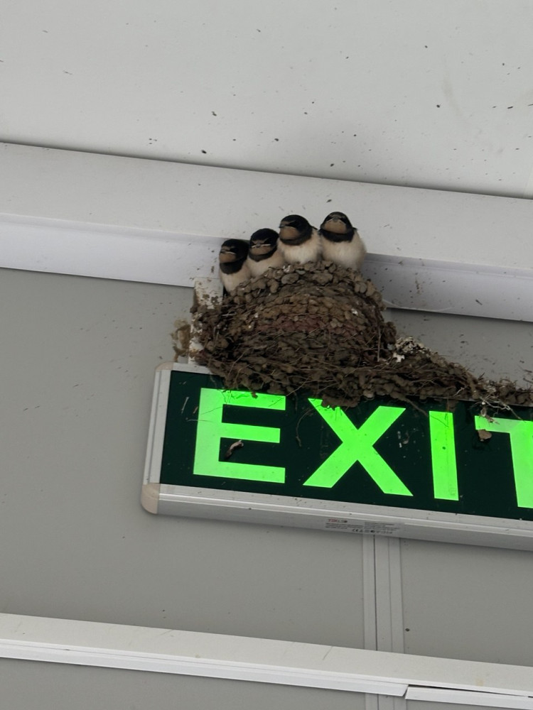 "Қарлығашым, келдің бе?" Береке құсы зауытқа ұя салды