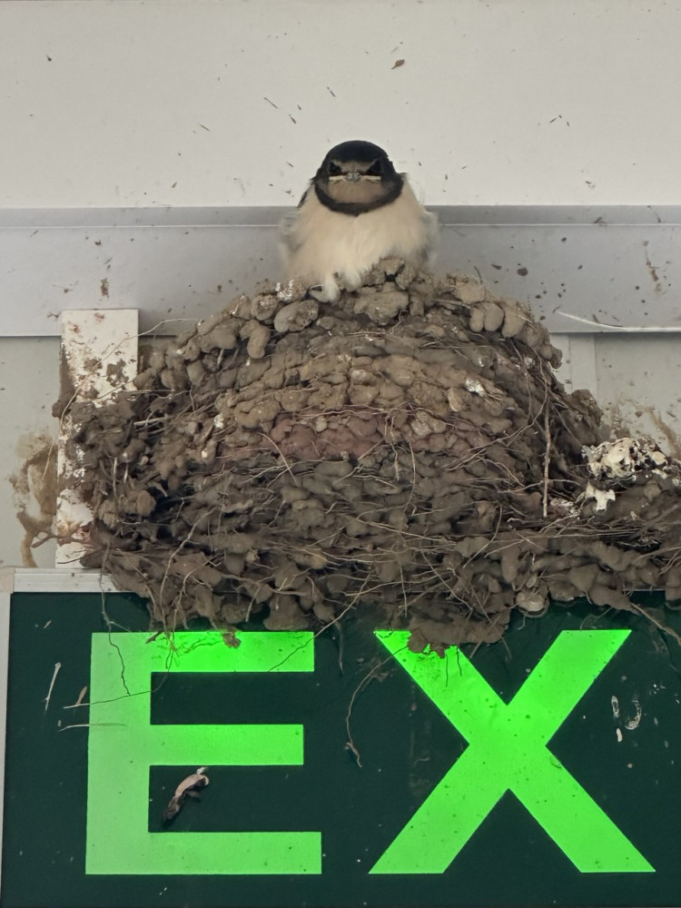 "Қарлығашым, келдің бе?" Береке құсы зауытқа ұя салды