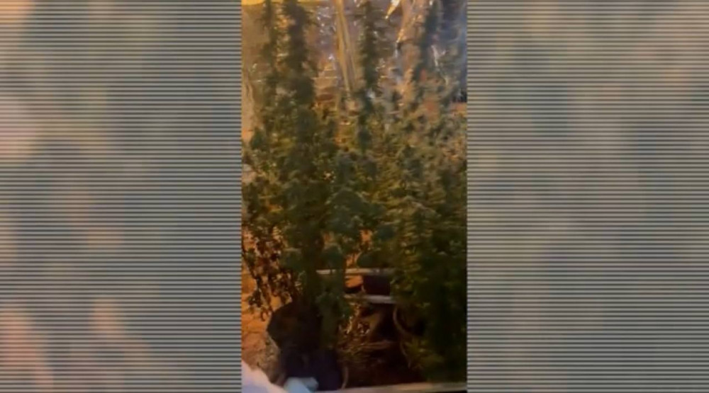 Алматыда 21 келіден асатын марихуана тәркіленді