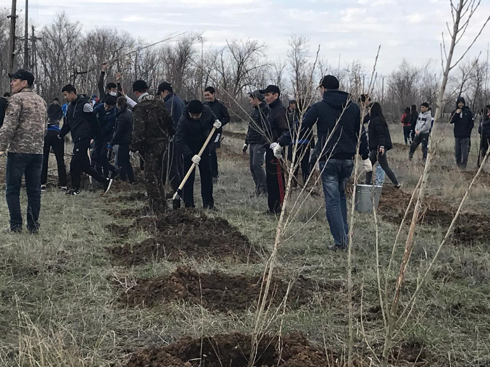 Батысқазақстандық жастар 15 мың түп көшет отырғызды 