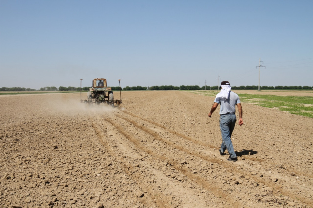 Түркістан облысында 35 мың гектарға мақта егілді