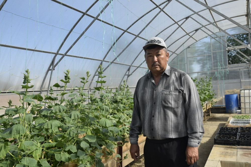 Жалағаш ауданында жылыжай өндірісі дамып келеді  – Қызылорда облысы